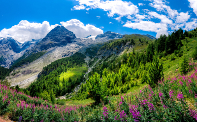 Dolomites mountain valley landscape in Italy with green forests and wildflowers under a blue sky