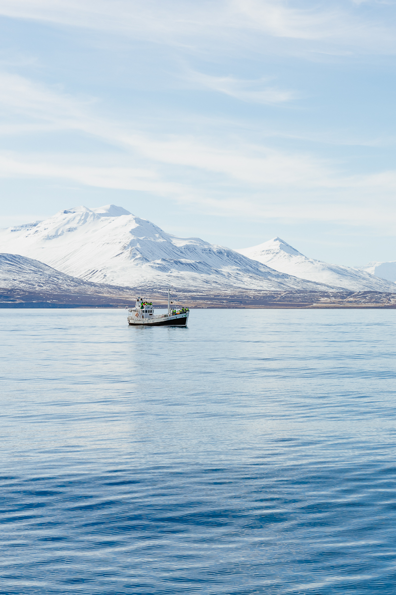 Boat cruising on a calm fjord with snow-covered mountains in North Iceland in winter
