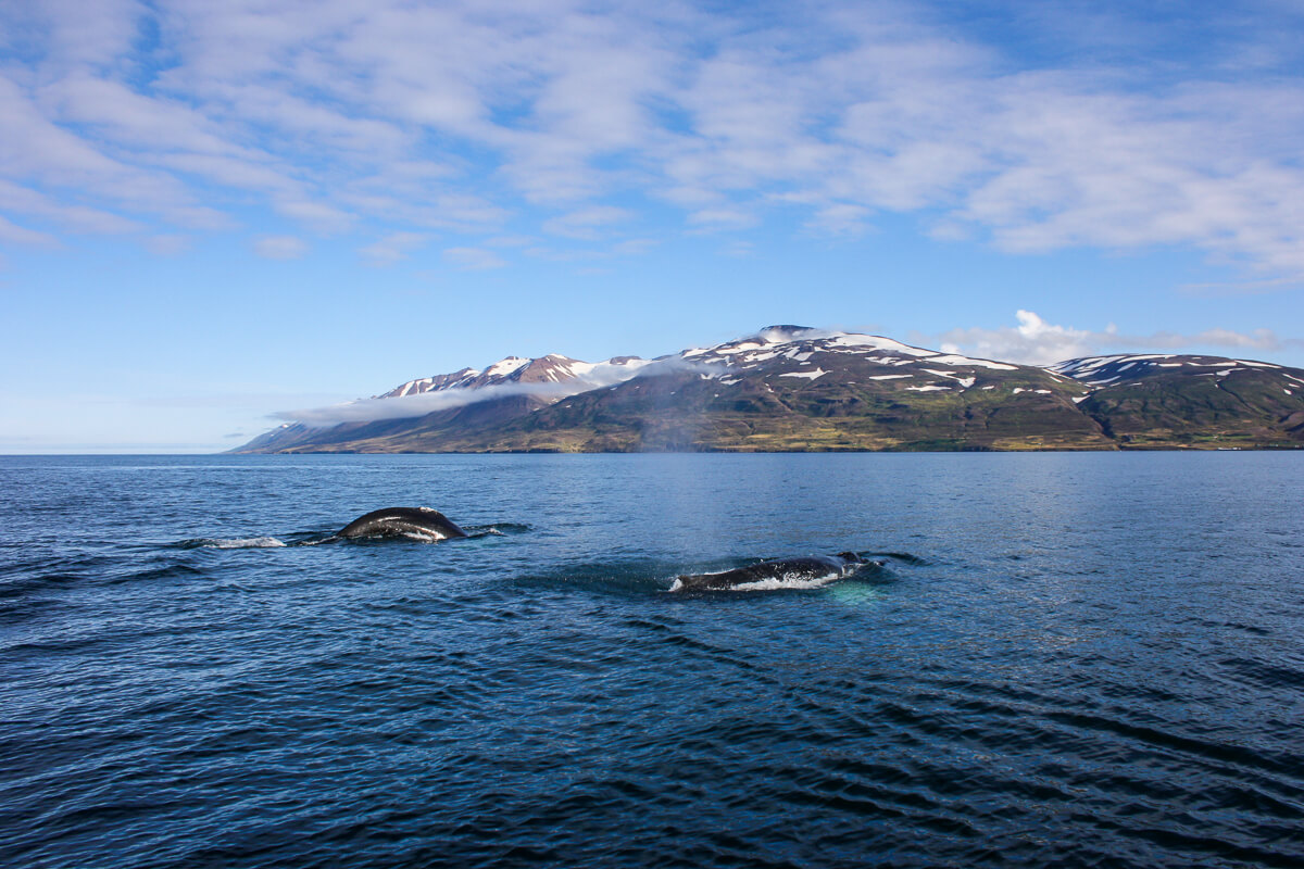 Whales breaching in the sea off Iceland’s rocky coastline under a blue sky