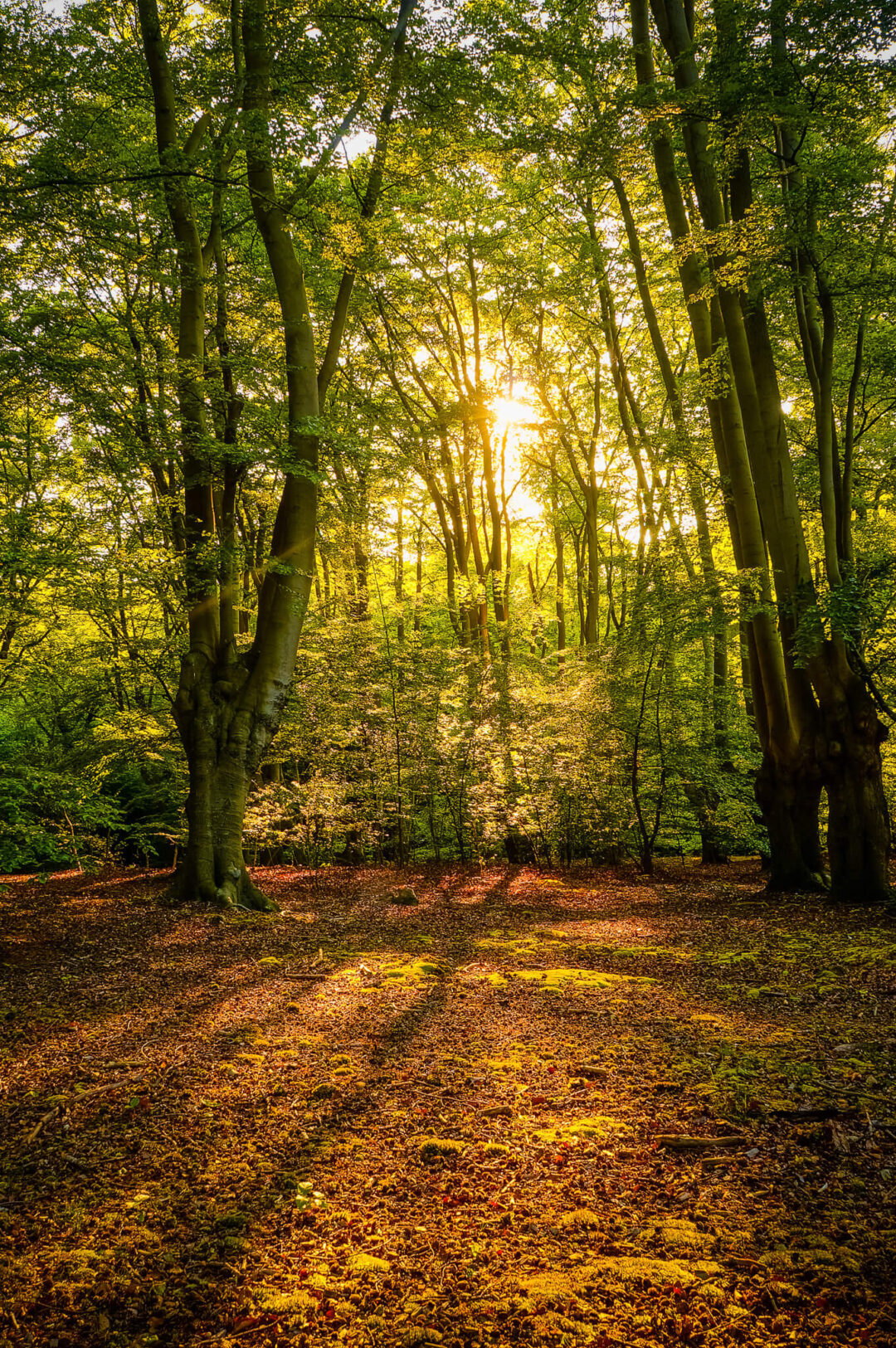 Sunlit path through Epping Forest woodland trees, golden autumn foliage on the ground