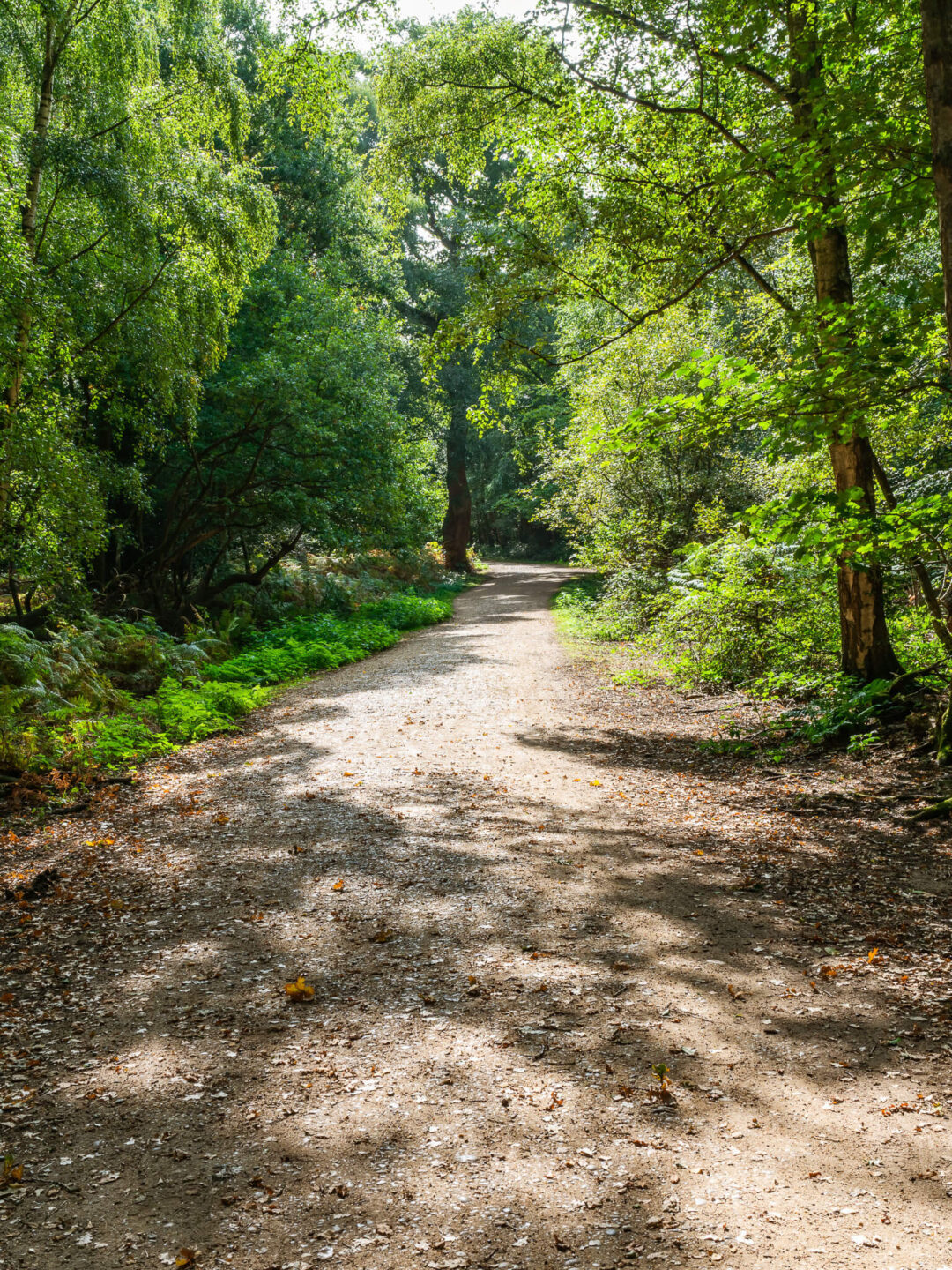 Forest trail through Epping Forest with leafy trees and dappled sunlight, suitable for a guided hike near London
