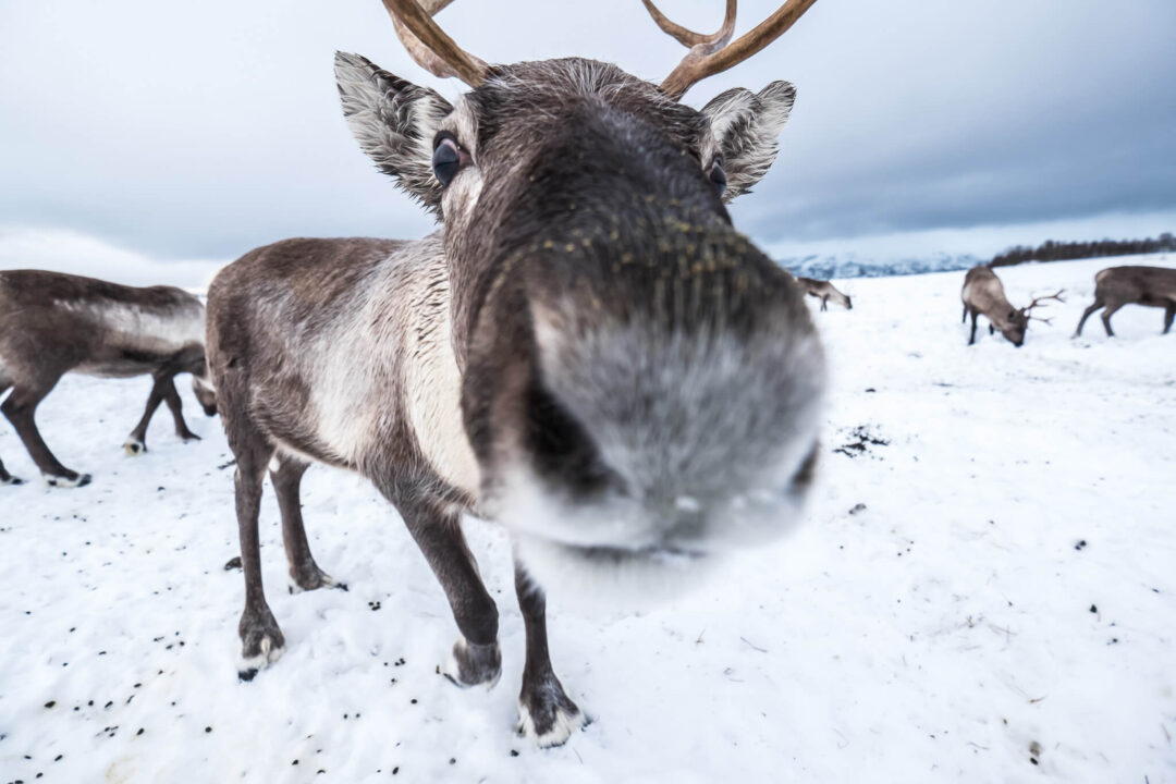 Reindeer in a snowy Lapland landscape, with a herd grazing on winter ground.