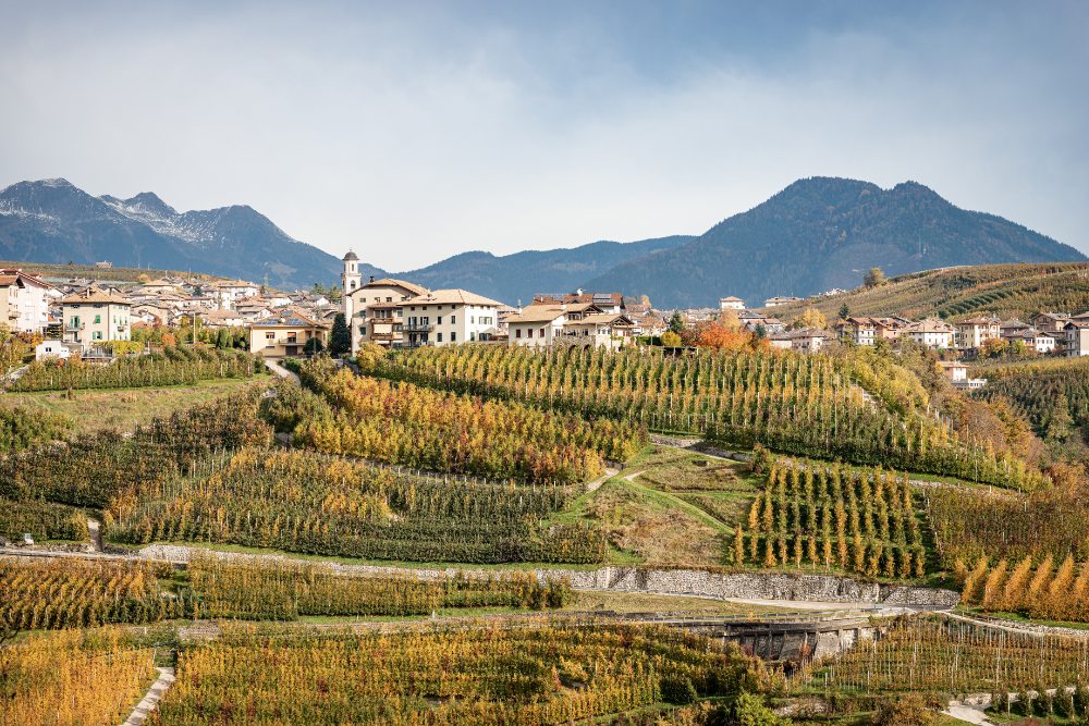 Dolomites hillside village surrounded by vineyard rows, with mountains in the background