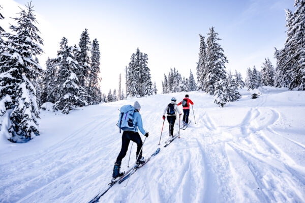 Women ski touring on a snowy trail through a pine forest in winter