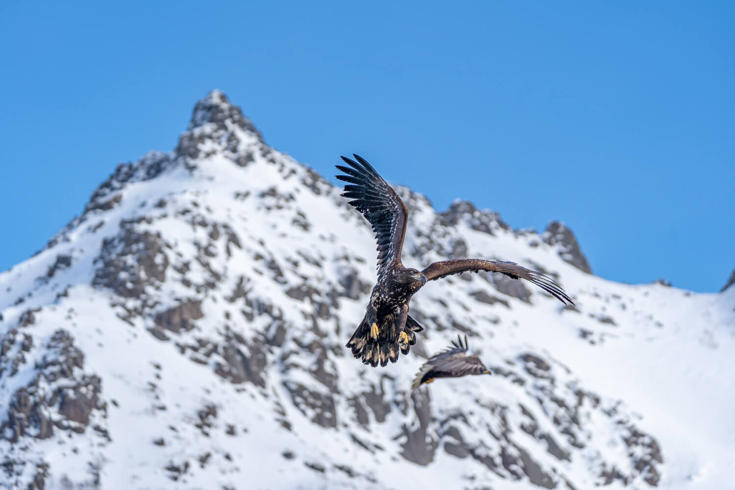 Birds in flight above snowy mountain peaks against a clear blue sky