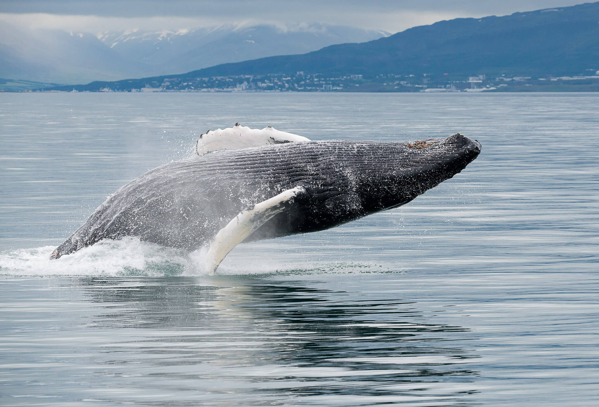 Whale breaching in the sea near North Iceland, with distant mountains in winter daylight
