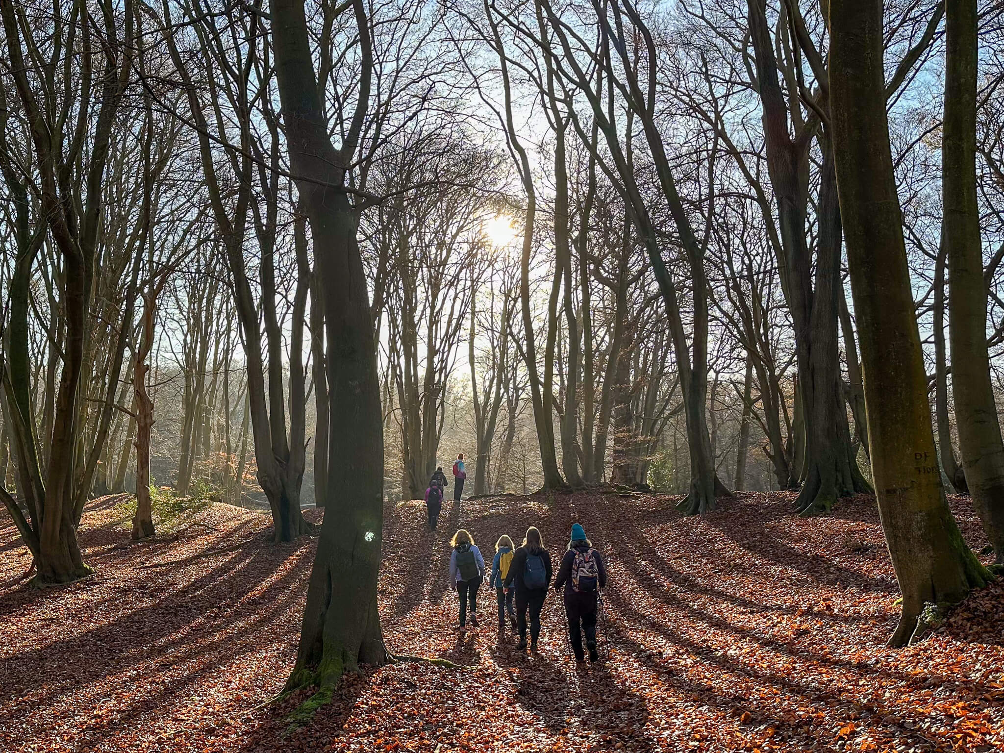 Women hiking along a woodland trail through trees on an autumn day