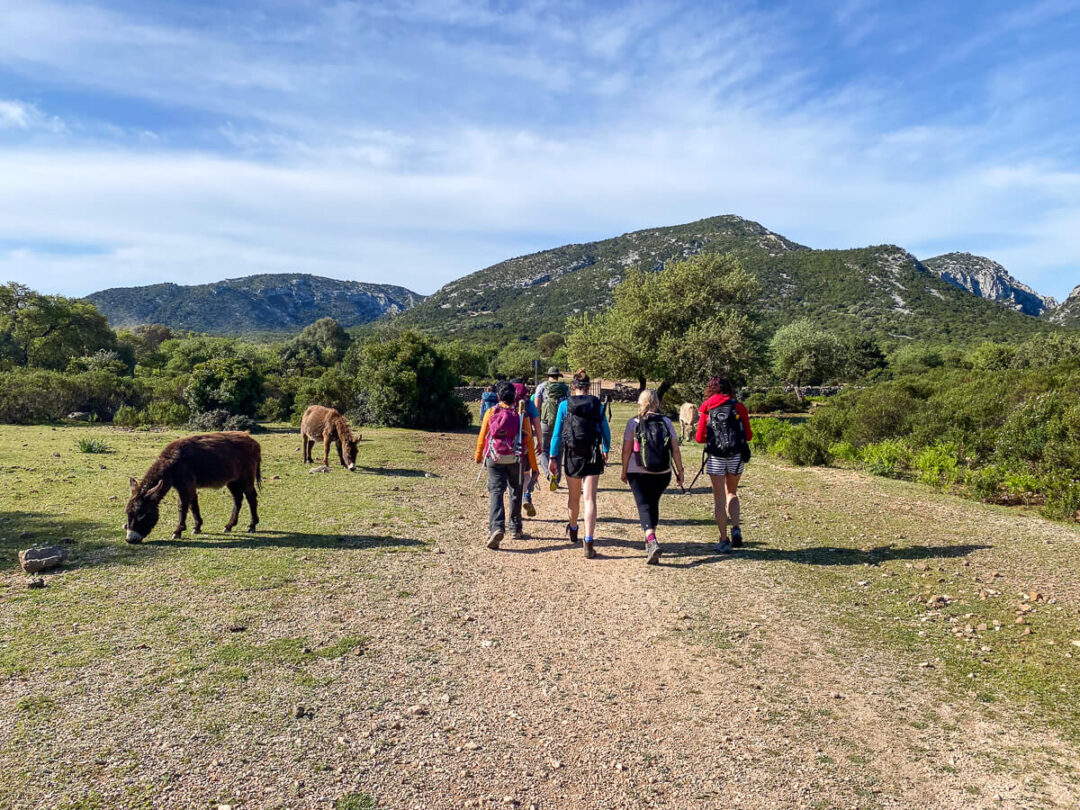 Women hiking on a countryside trail with grazing cattle and low mountains in the distance