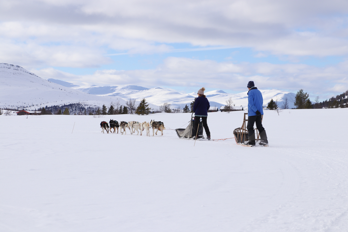Two women cross-country skiing behind a dog team in snowy Norway landscape