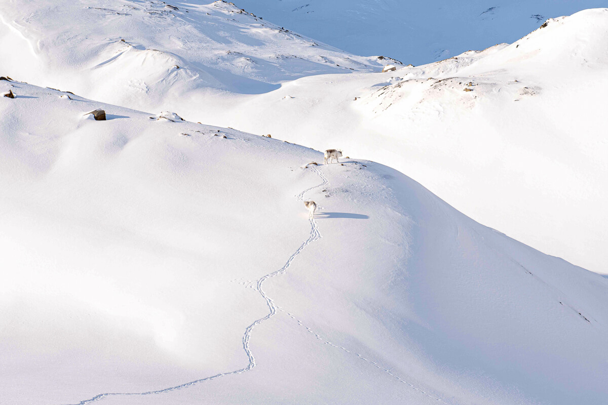 Snowmobile tracks across snowy mountain slopes in Svalbard, Norway