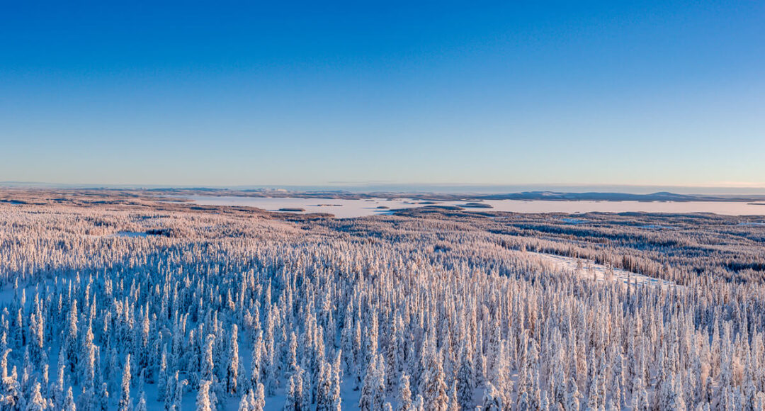 Snowy forest wilderness in Swedish Lapland at dawn, aerial view