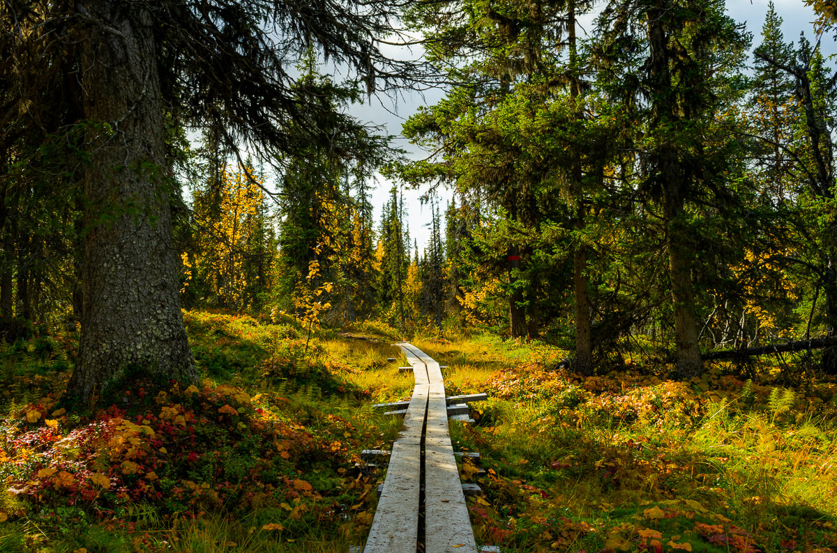Wooden boardwalk trail through a pine forest with autumn-coloured trees