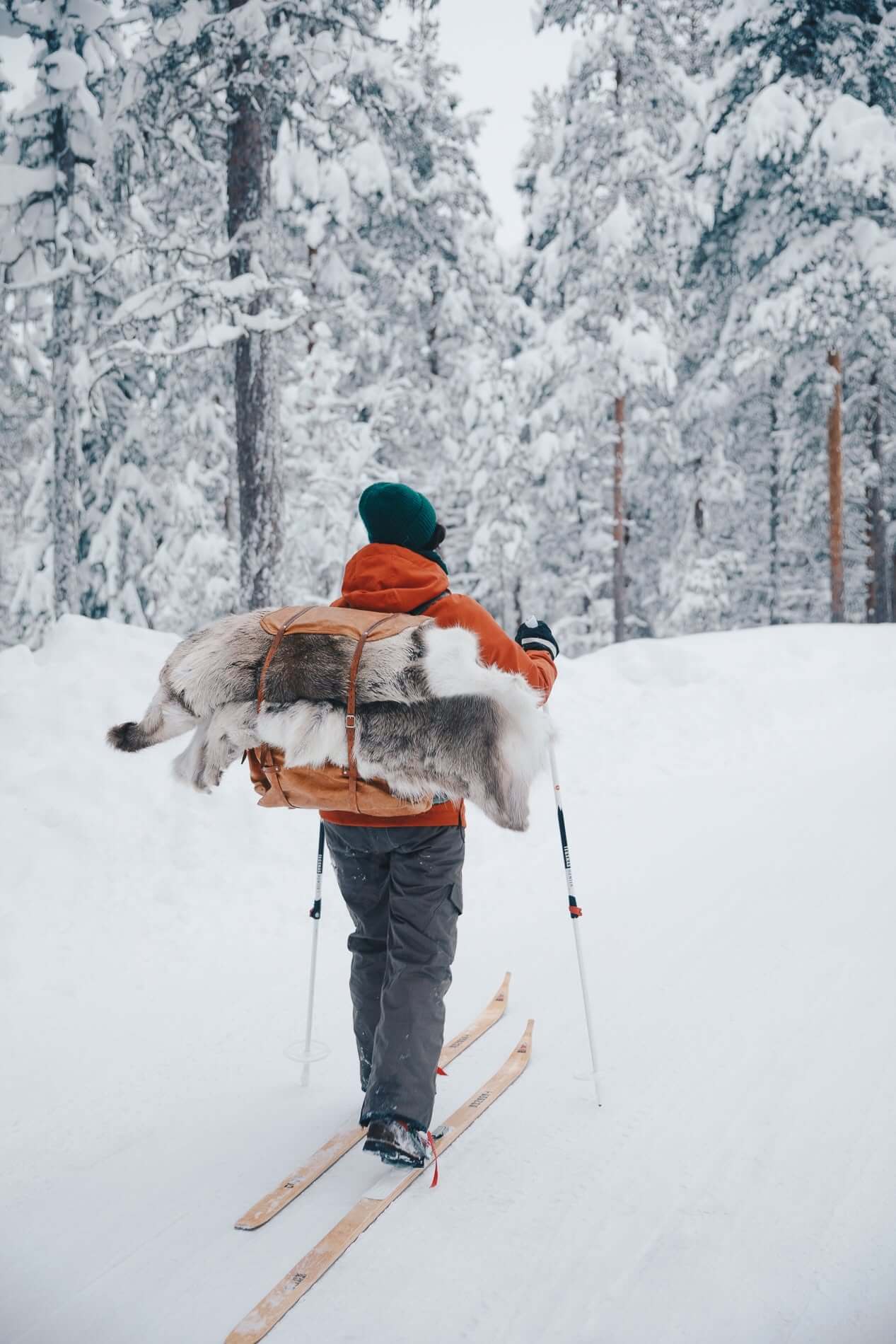 Woman cross-country skiing in snowy Lapland forest with skis through fresh snowfall