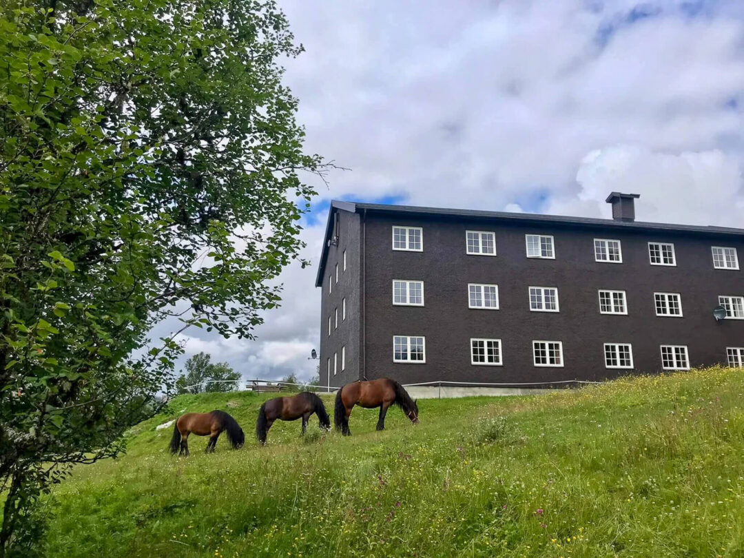 Horses grazing on a grassy field beside a large residential building on a cloudy day