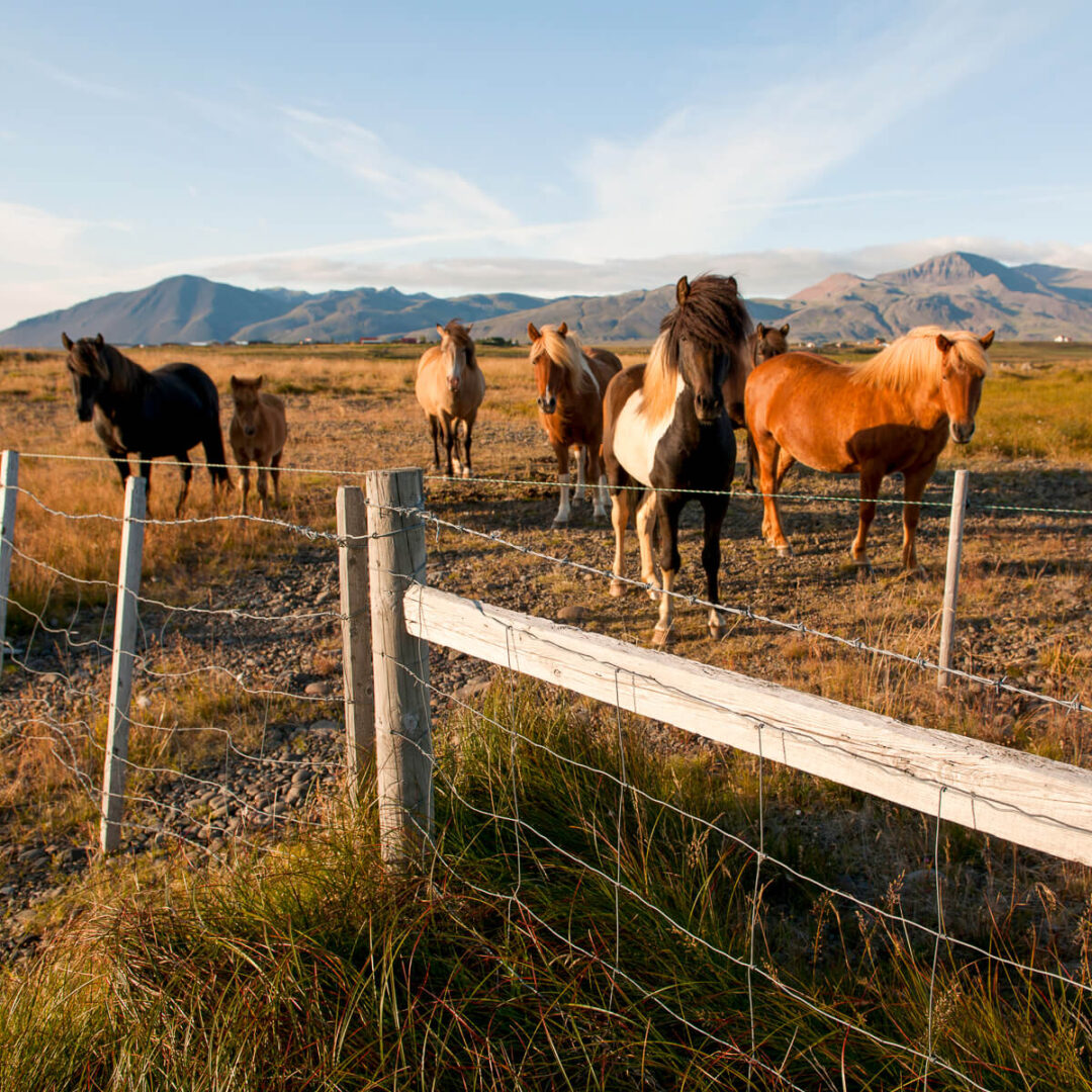Horses in a fenced field with Icelandic mountains in the background