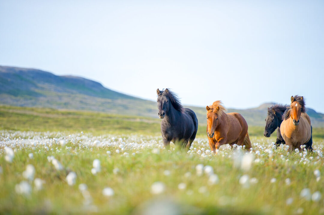 Horses grazing in a grassy field with mountains in the background