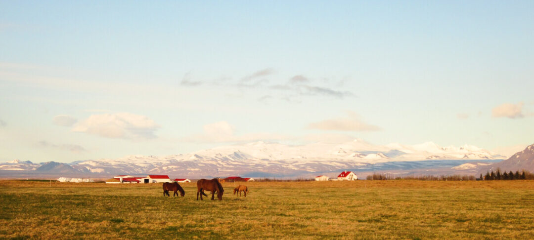 Women horseback riding across a grassy field with mountains and a red cabin in Iceland at sunset
