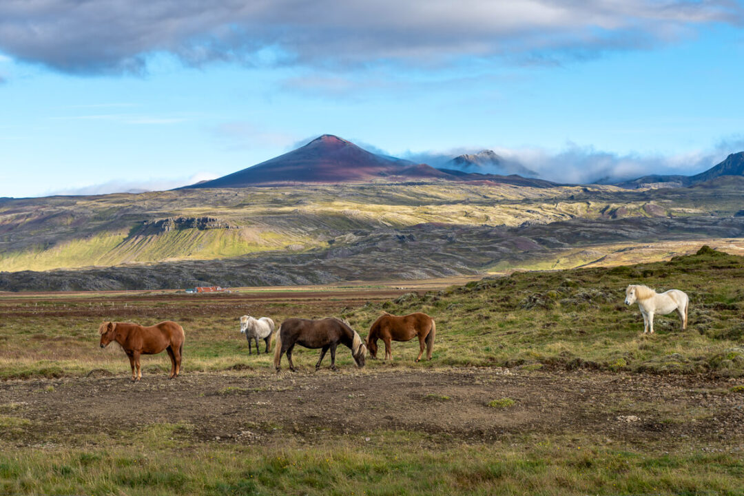 Horses grazing on a remote Icelandic landscape with a volcano in the background.
