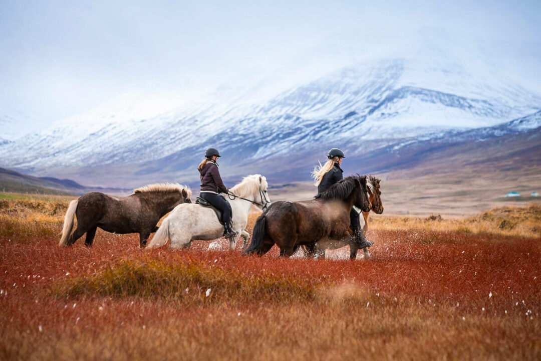Beginner Horse Riding Holiday in Iceland