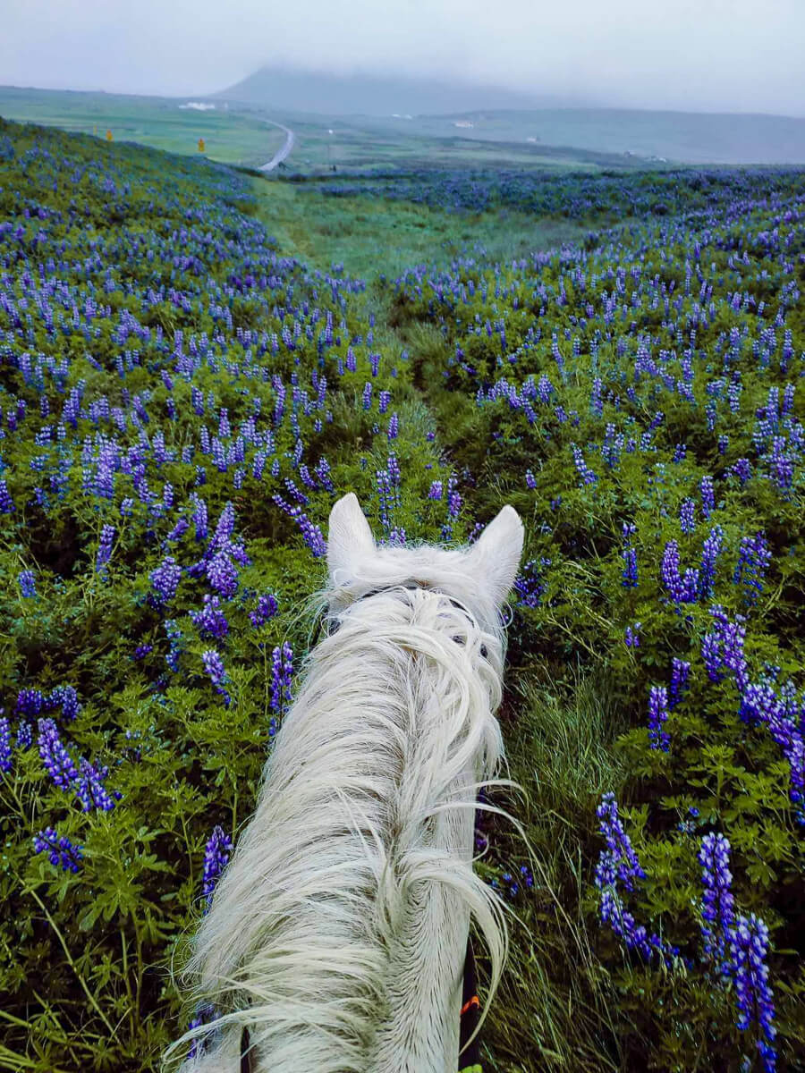 White horse riding through Iceland’s purple lupine flower fields with a winding road in the mist