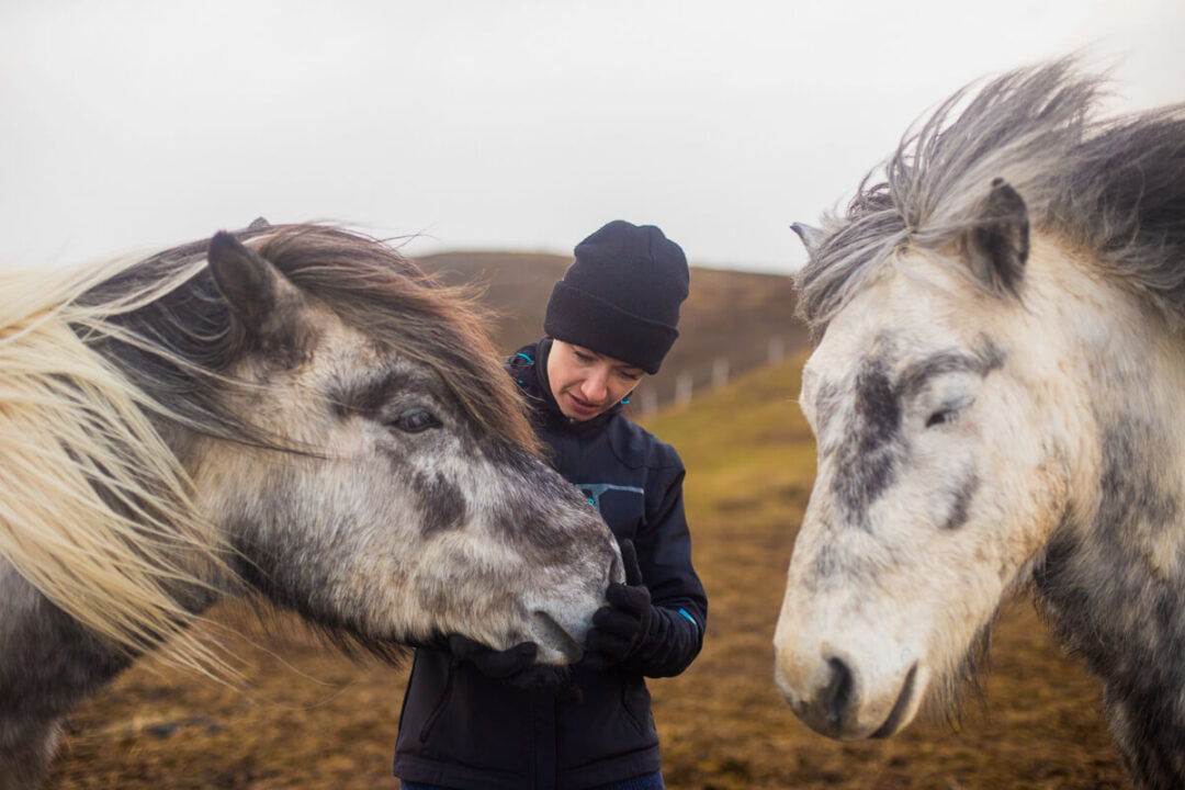Woman grooming two horses outdoors in Iceland countryside for a horse riding holiday