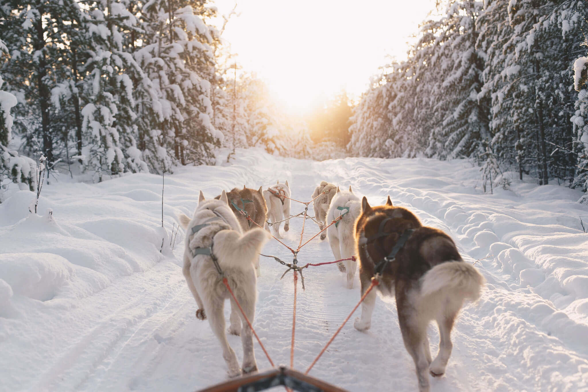 Dog sledding in snowy Lapland forest at sunrise, with a team of huskies pulling across packed snow.
