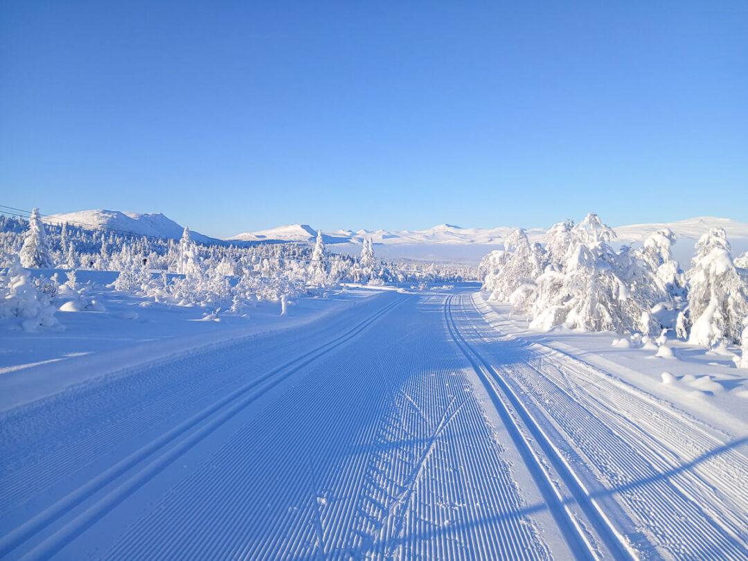 Snowy Norwegian mountain landscape with cross-country ski tracks and frosted pine trees