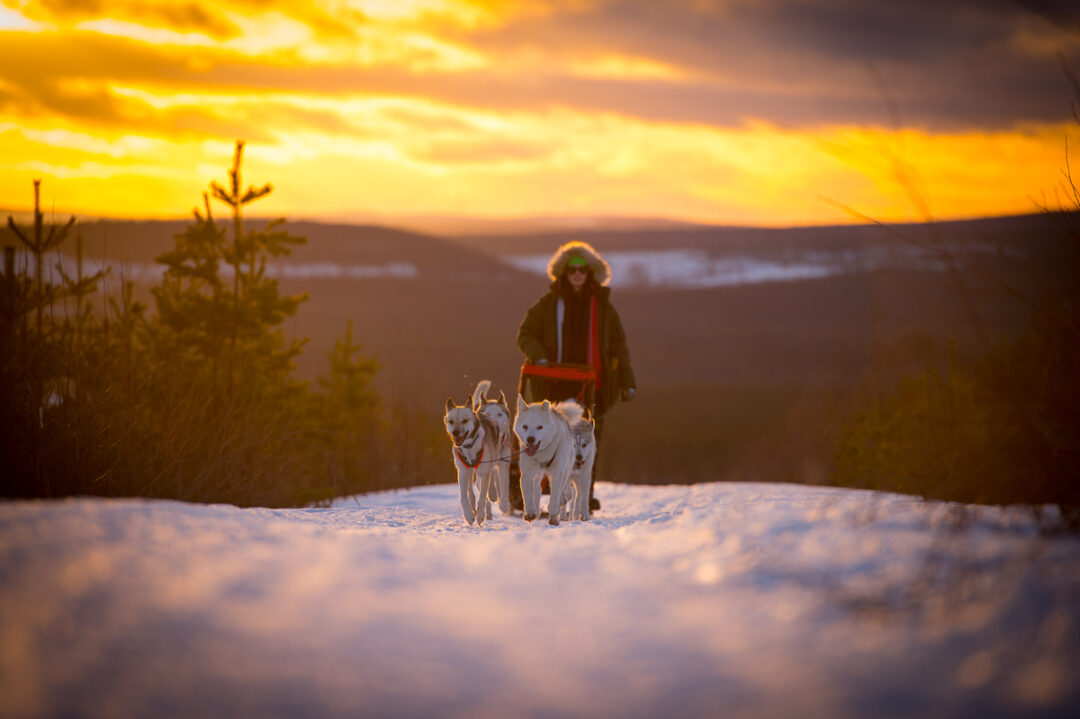 Woman leading a dog sled team on snowy tracks at sunset in a winter landscape