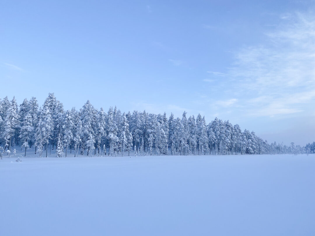 Snow-covered forest landscape with frosted trees under a blue winter sky