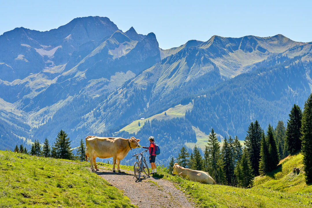 Woman mountain biking on an alpine trail with cows, green hills and mountain peaks in the background