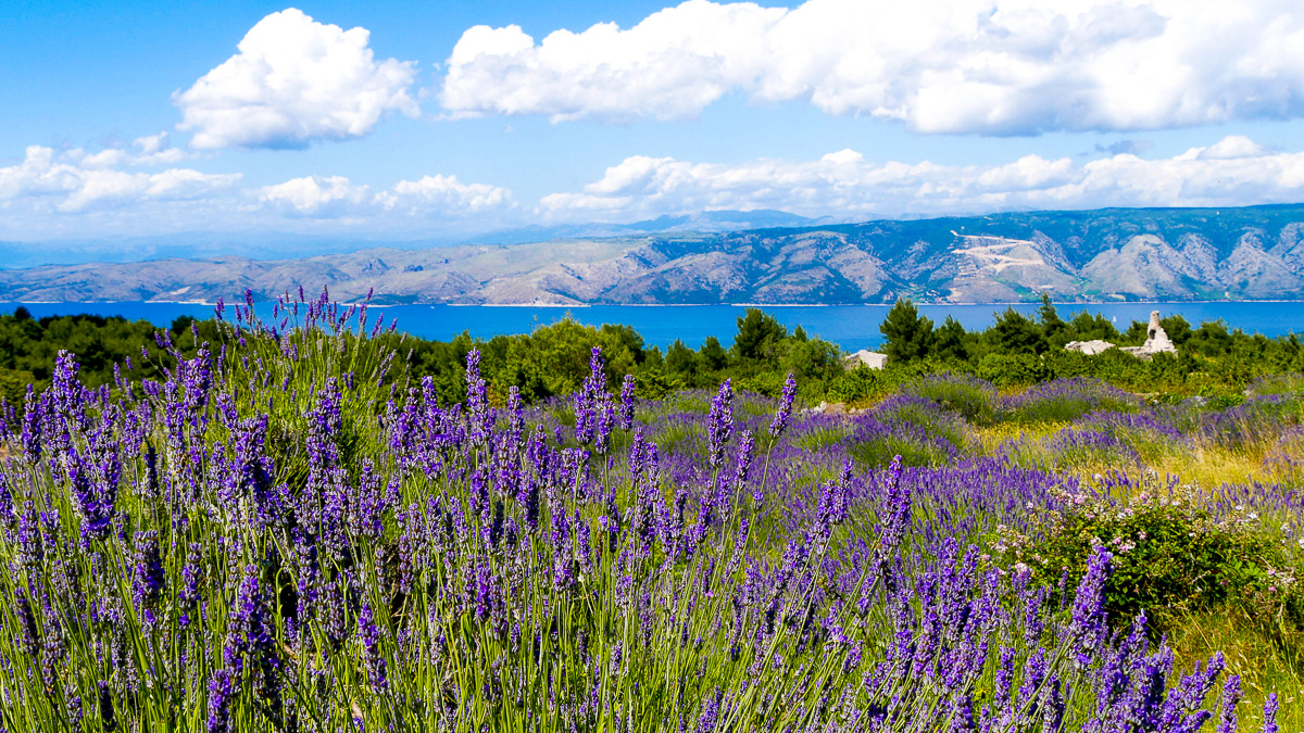 lavender fields on Hvar Island