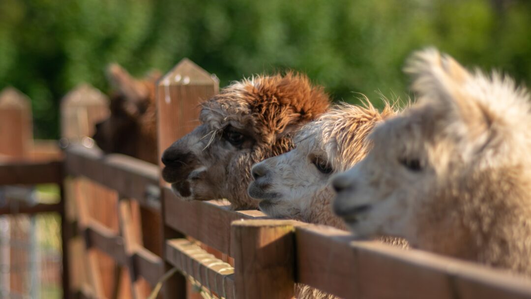 Dogs peeking over a wooden fence outdoors with green countryside in the background