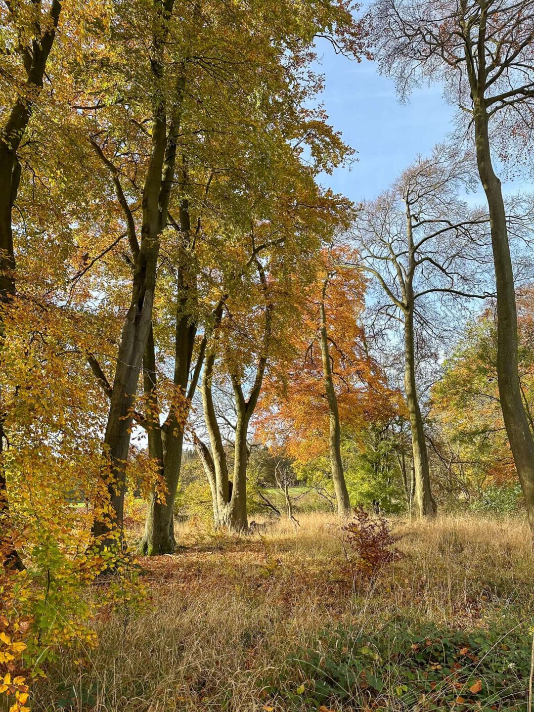 Autumn wooded trail with tall trees in the Chilterns near Wendover, ideal for a guided hike