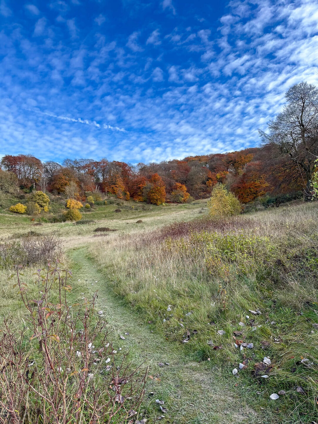Hiking trail through autumn woodland hills in the Chilterns near London under a blue sky