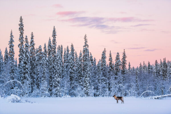 Snow-covered pine forest in Finland at dusk with a reindeer in the snowy landscape