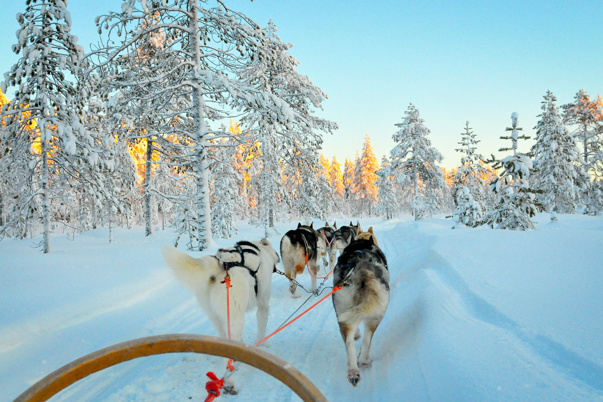 Dog sledding team running through snowy forest on an icy trail in winter landscape at dawn