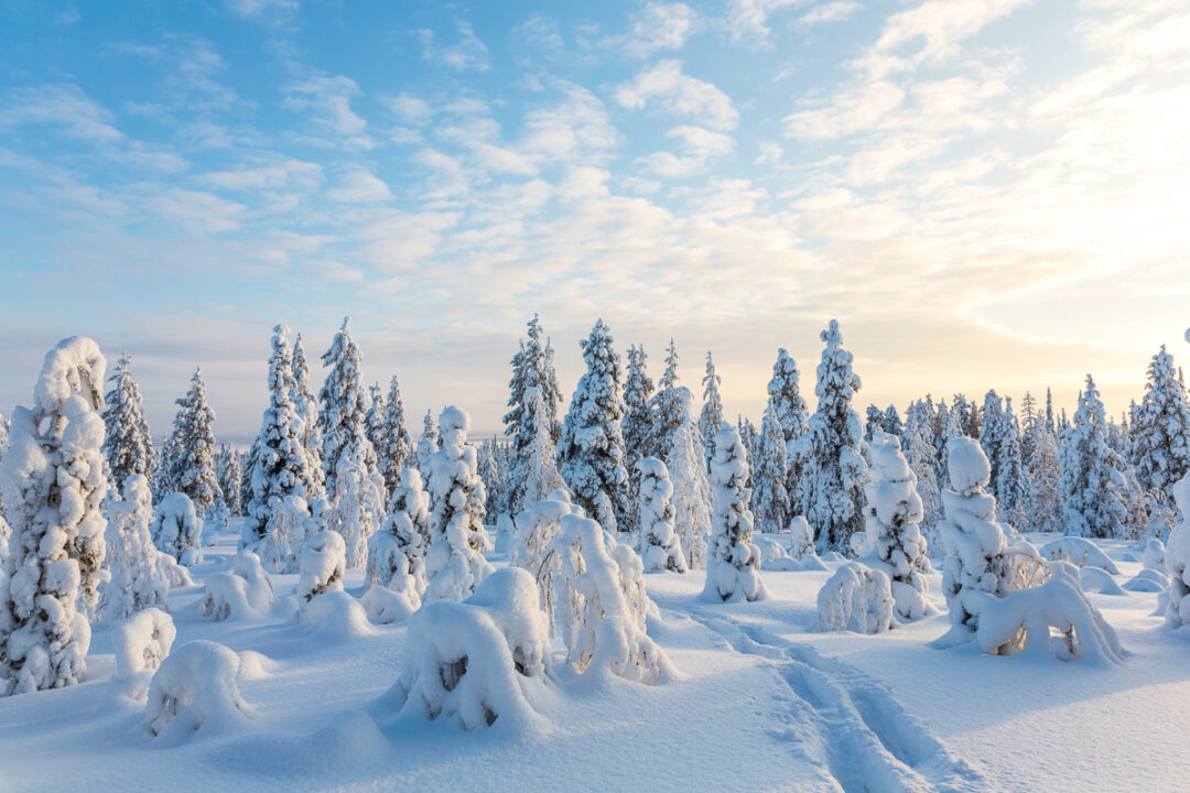 Snow-covered pine forest landscape with fresh snow and frost-laden trees under a blue winter sky
