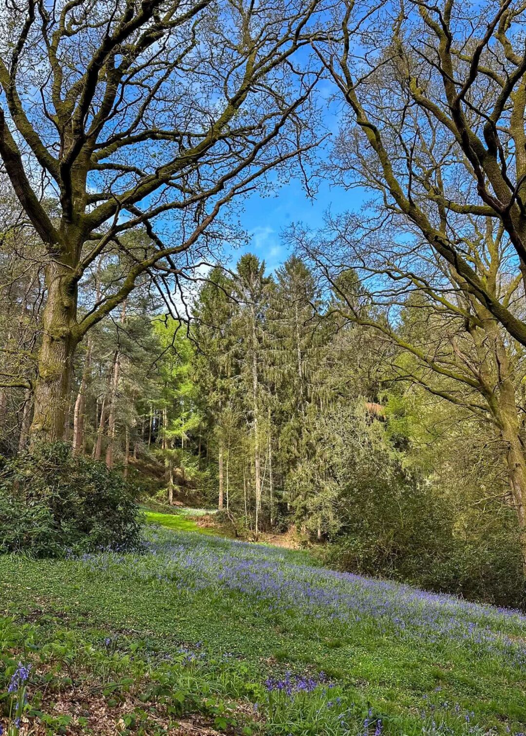 Bluebell woodland path with bare branches in spring, Sussex landscape near London