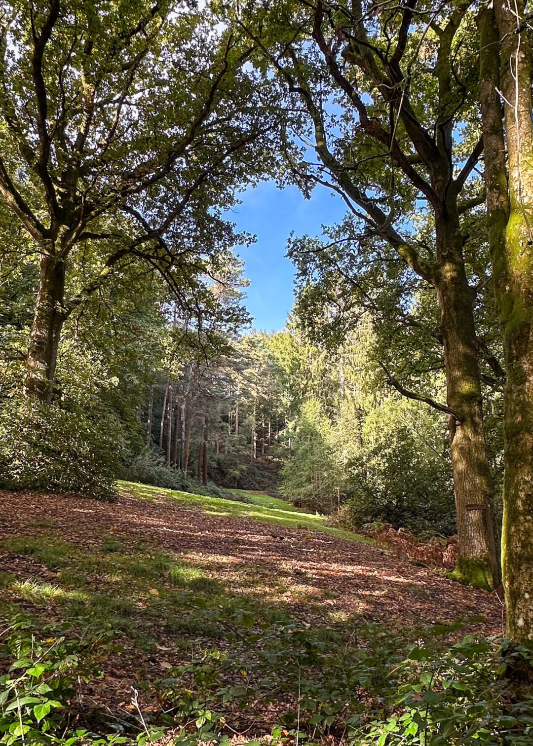 Guided Day Hike Near London: The Balcombe Loop, Sussex
