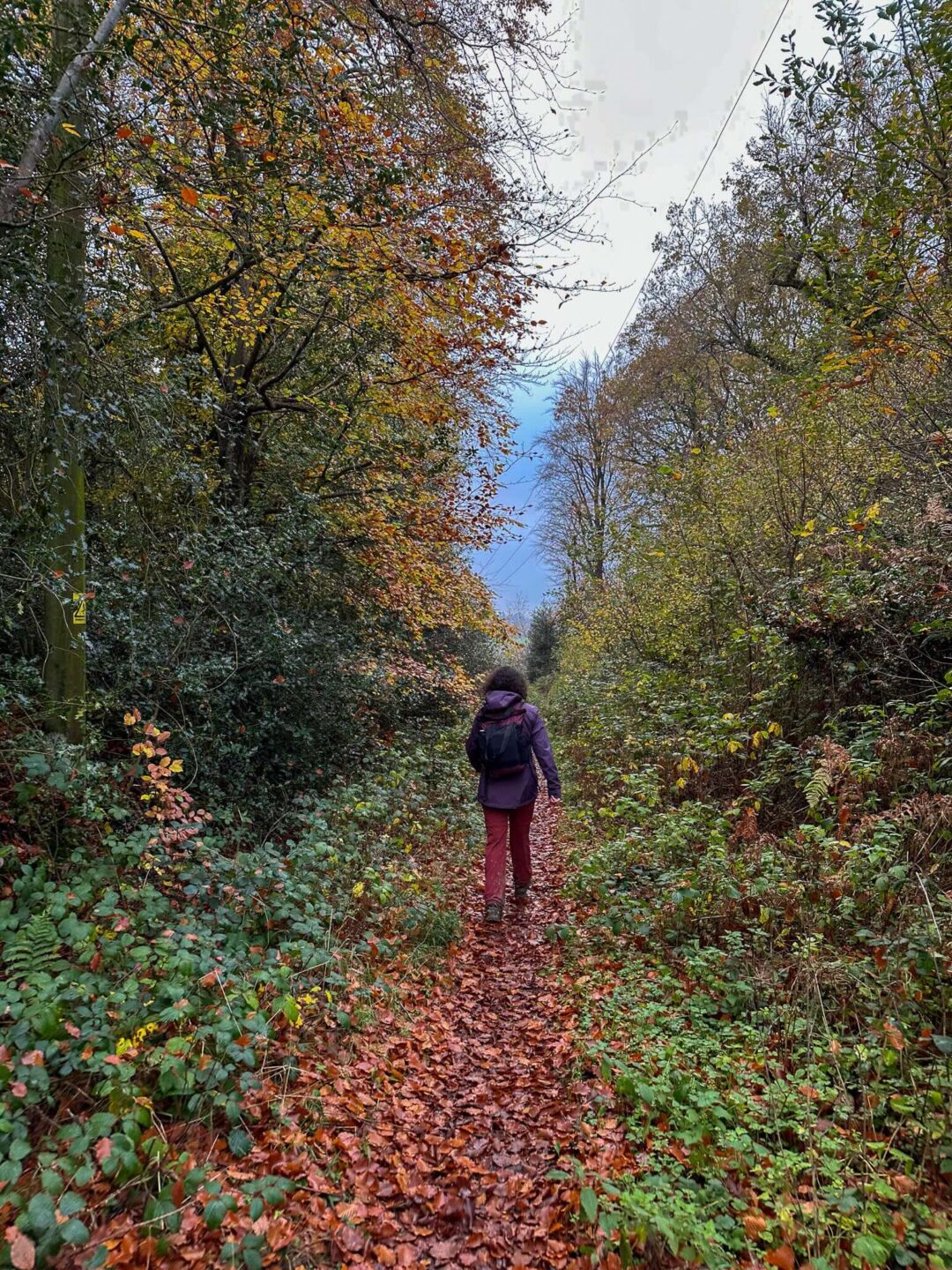 Woman hiking along an autumn forest trail on a guided day hike