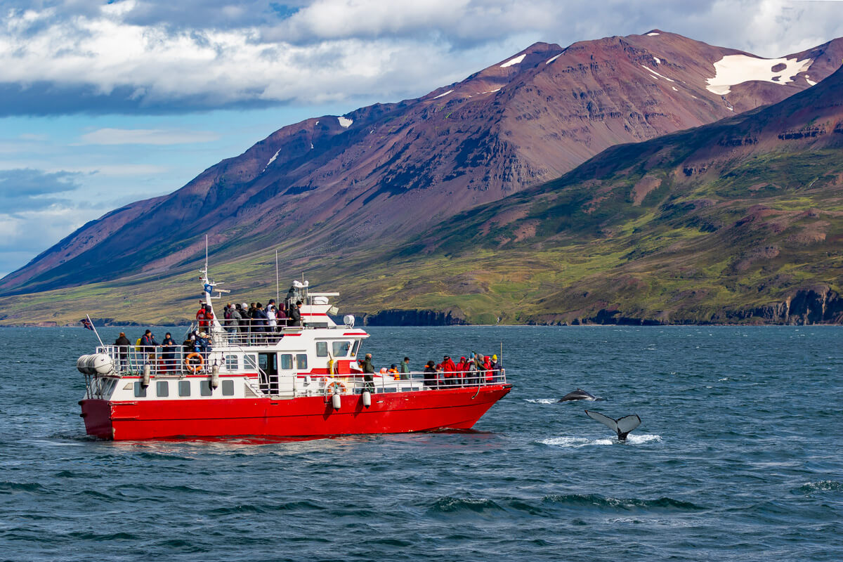 Boat with people on it whale watching in fjord