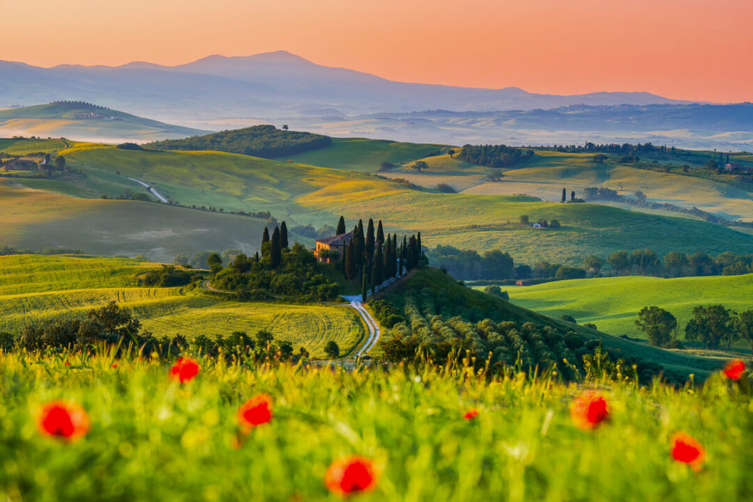 Rolling Tuscan countryside at sunset with cypress trees, winding road and red poppies in the foreground