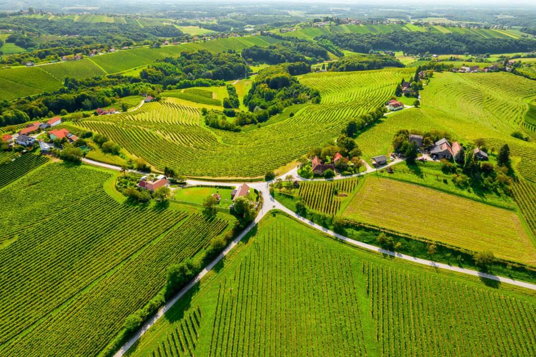 Aerial view of rolling green vineyards and countryside hills in Europe with farm buildings and roads