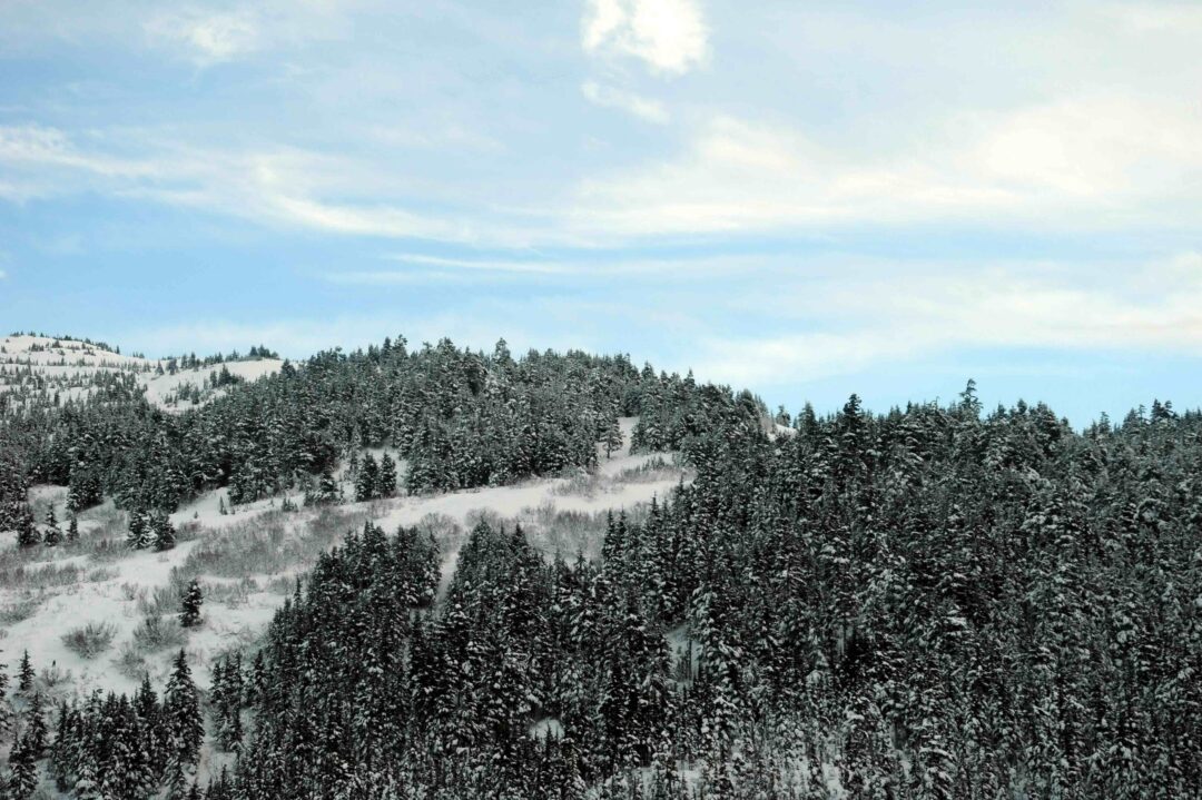 Snowy pine forest and rolling hills suitable for cross-country skiing in spring