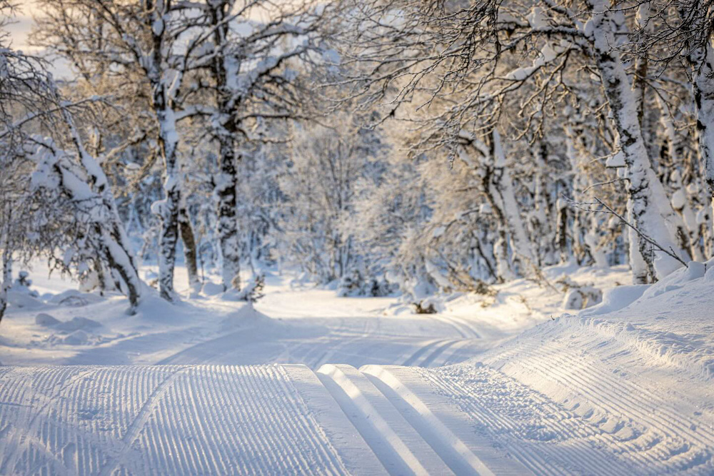 Snowy forest path with fresh tracks through wintry woodland in winter conditions
