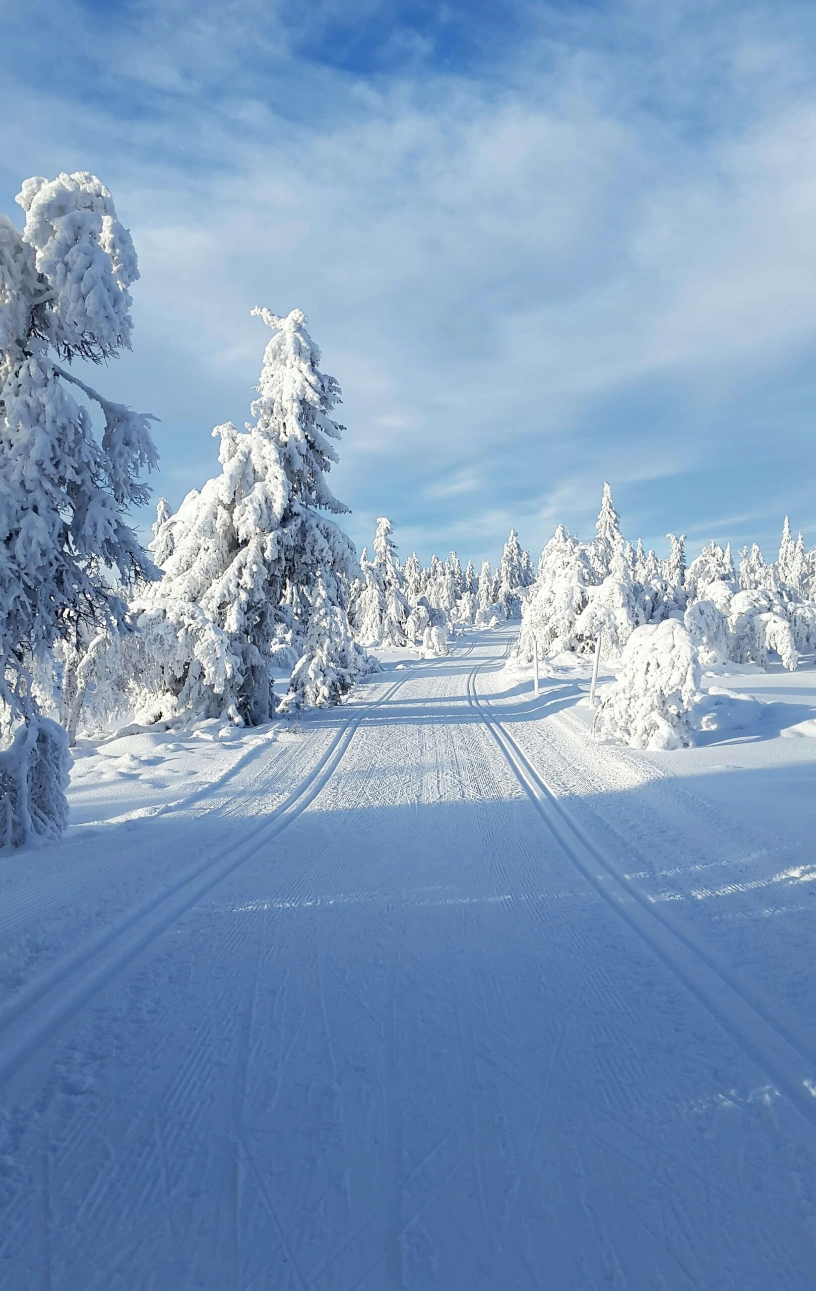 Cross-country ski tracks through a snowy conifer forest in winter, bright blue sky