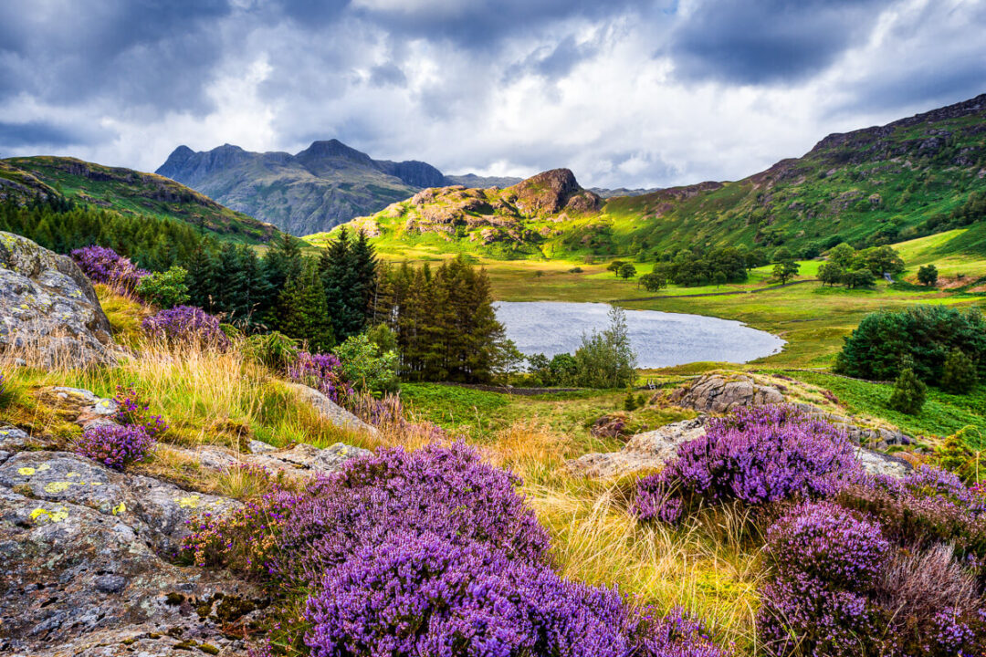 Women-only adventure trail through purple heather in a lush green valley with a lake and mountains in Europe