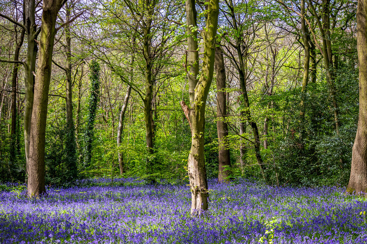 Bluebell woodland with tall trees in spring, with a carpet of blue flowers in the forest