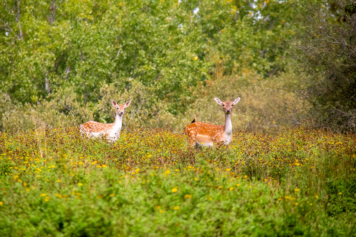 Two deer in a wild meadow with green foliage and wildflowers