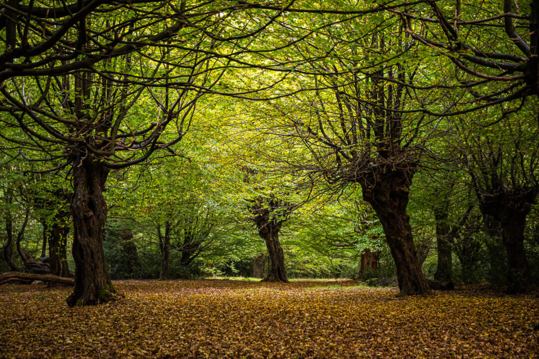 Forest woodland path lined with tall trees and green leaves, soft golden sunlight filtering through